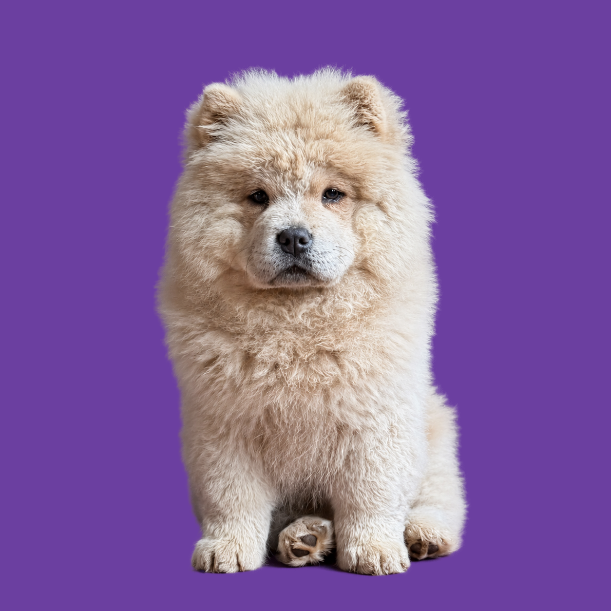Beige crème Chow Chow pup zittend op paarse achtergrond