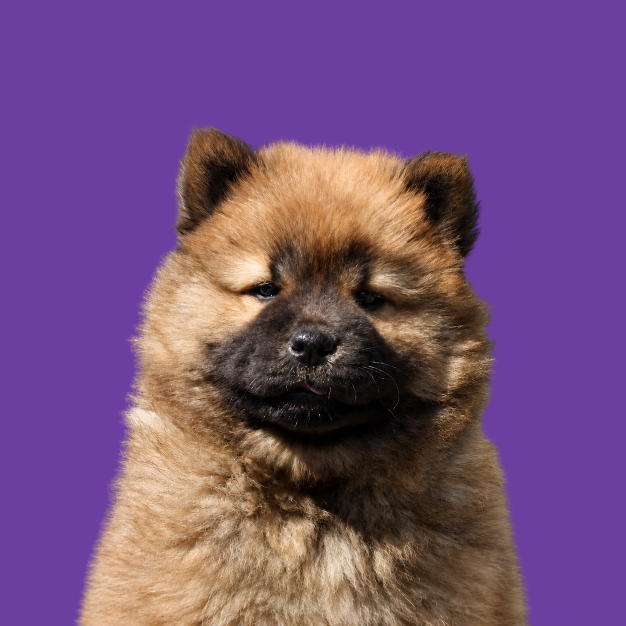 Rode Chow Chow pup op paarse achtergrond