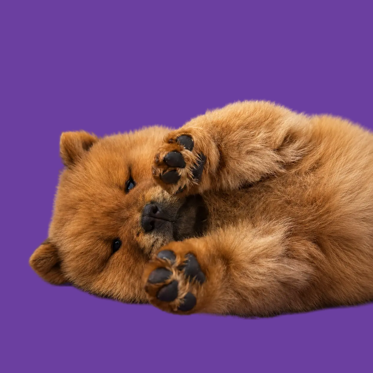 Roodblonde Chow Chow pup op zijn rug