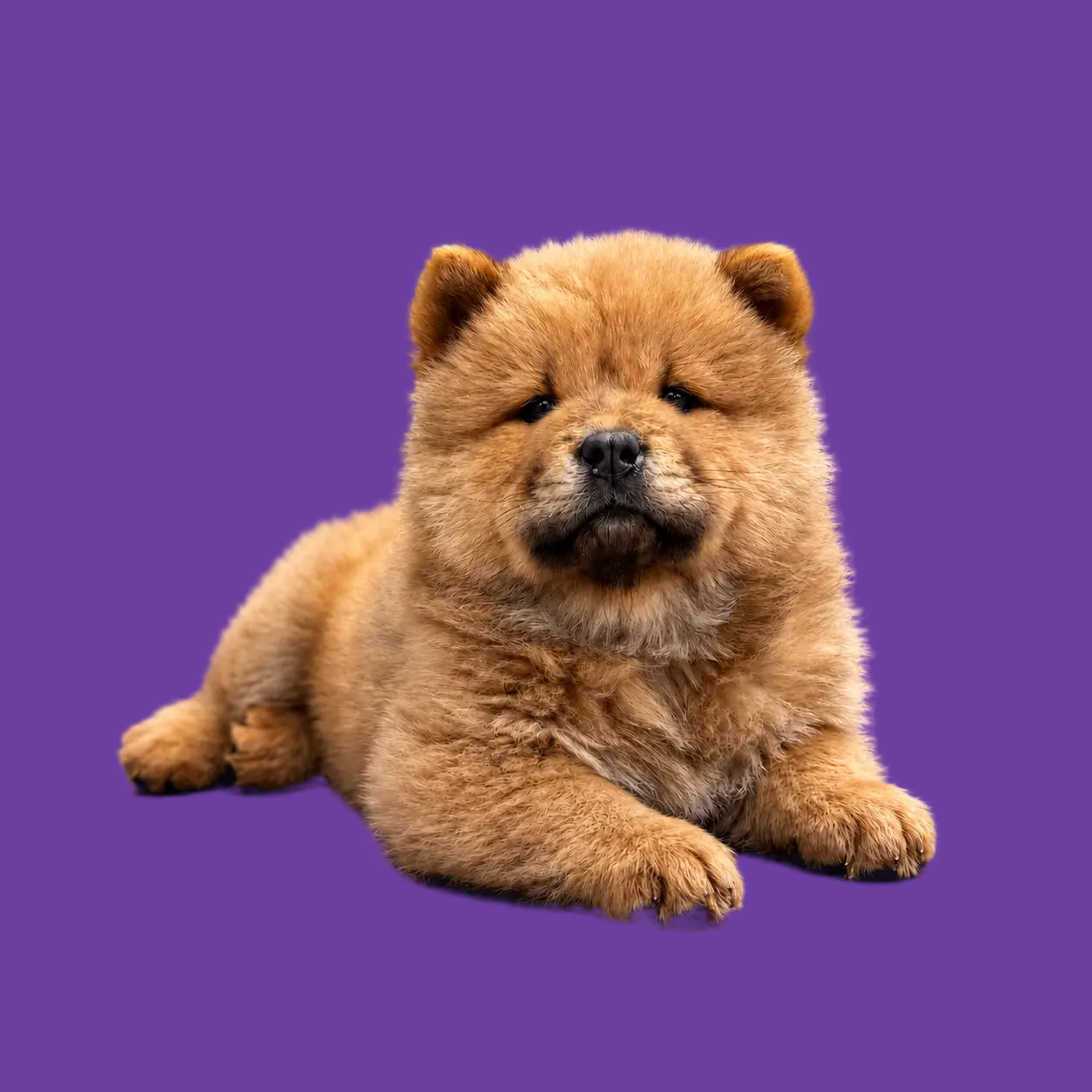 Roodblonde Chow Chow pup liggend