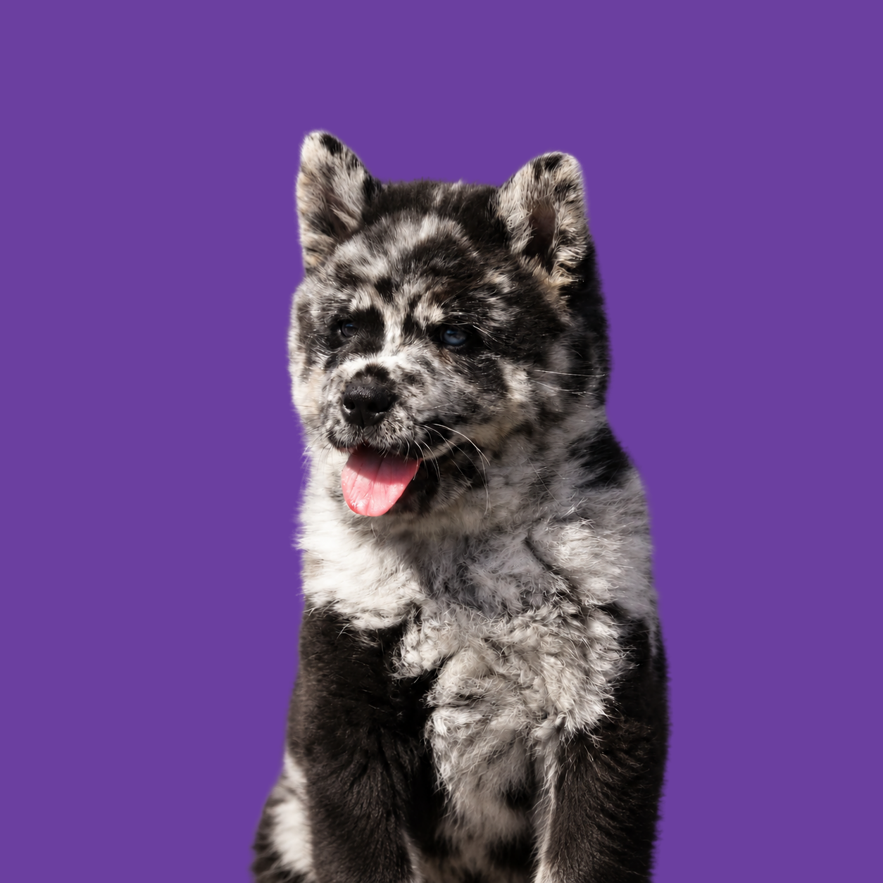 Zwart-grijze merle Chow Chow pup met tong uit de bek