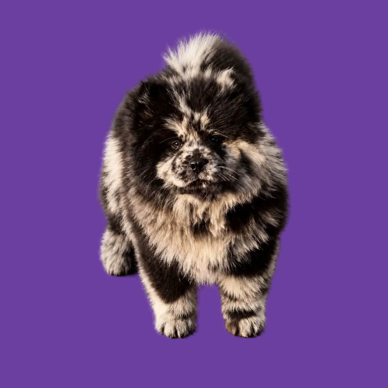 Zwart-grijze merle Chow Chow pup staand