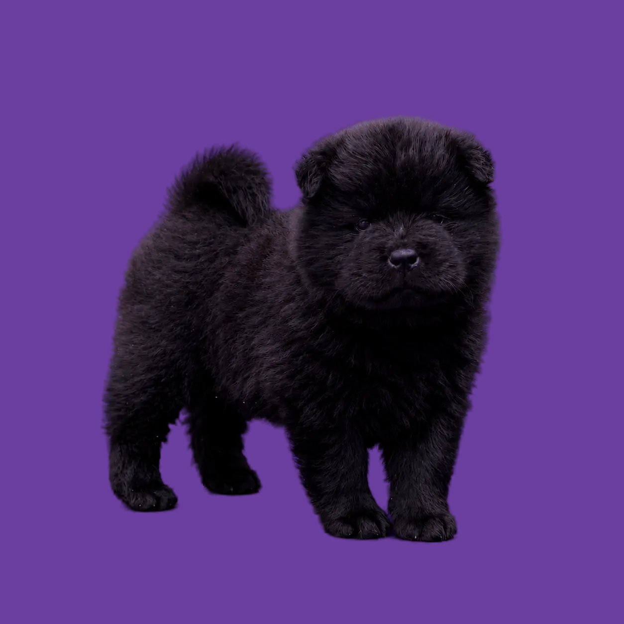 Zwarte Chow Chow pup staand op paarse achtergrond