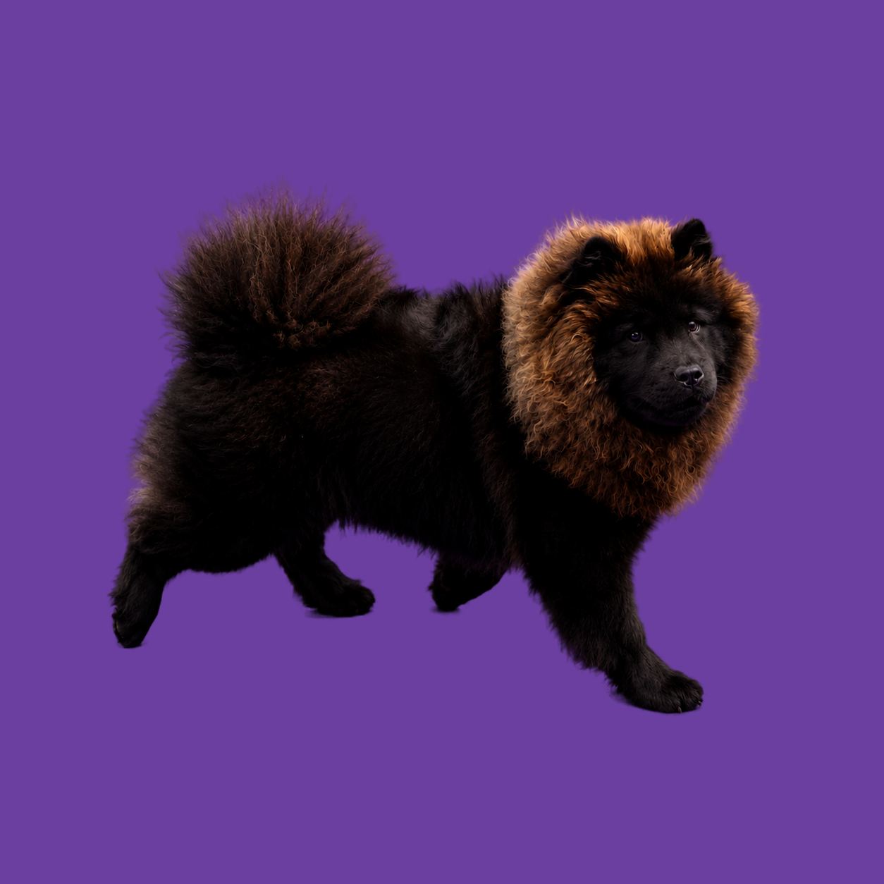 Chow Chow met lichte kraag staand op paarse achtergrond