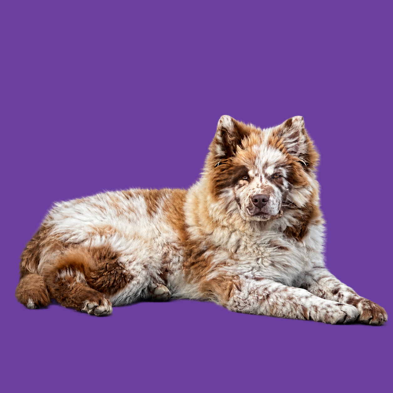 Lichte merle Chow Chow liggend op paarse achtergrond