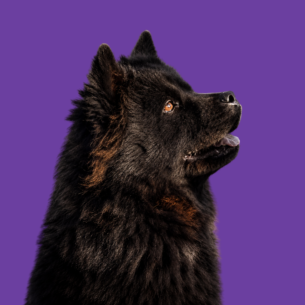 Zwarte Chow Chow in profiel op paarse achtergrond