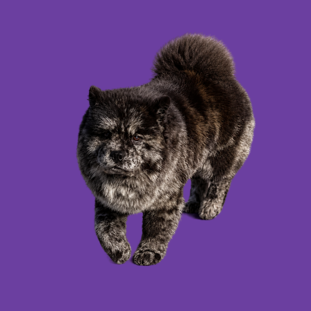 Grijs gemêleerde Chow Chow lopend op paarse achtergrond