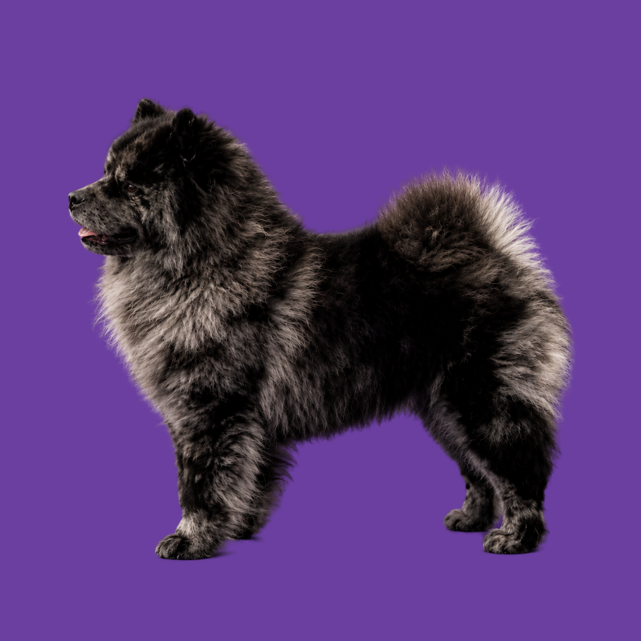 Grijze Chow Chow poserend in profiel op paarse achtergrond