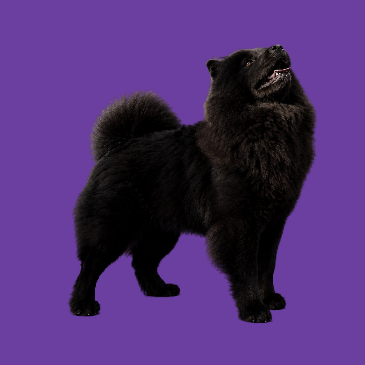 Zwarte Chow Chow met opgeheven hoofd op paarse achtergrond