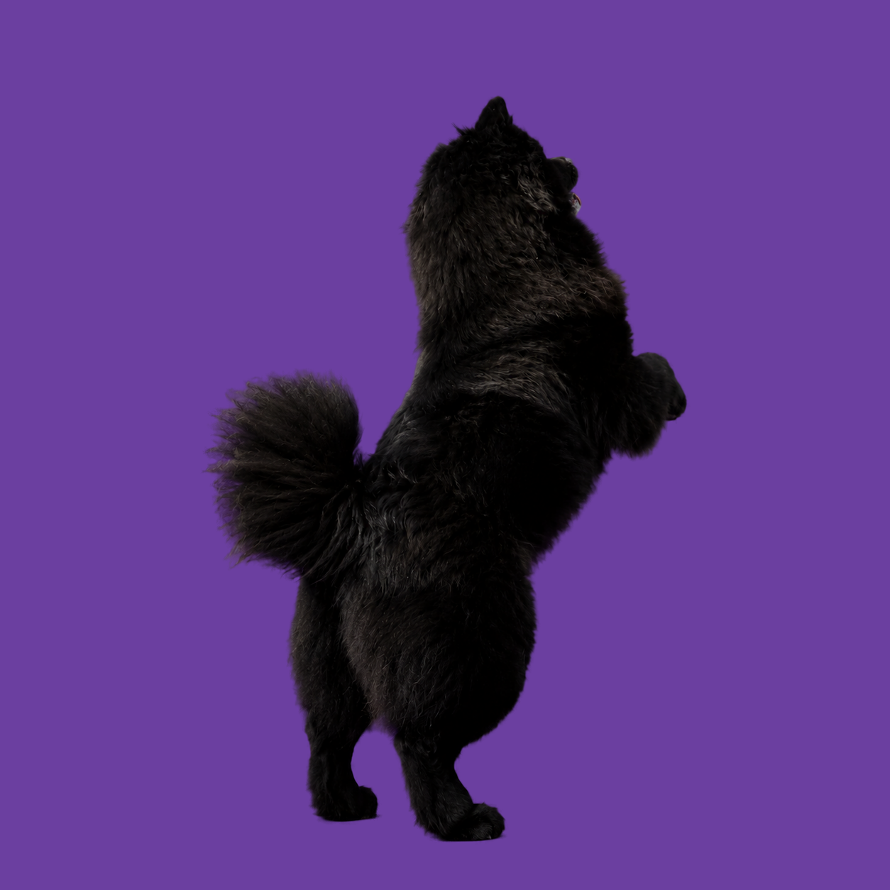 Zwarte Chow Chow op achterpoten van achteren gezien op paarse achtergrond