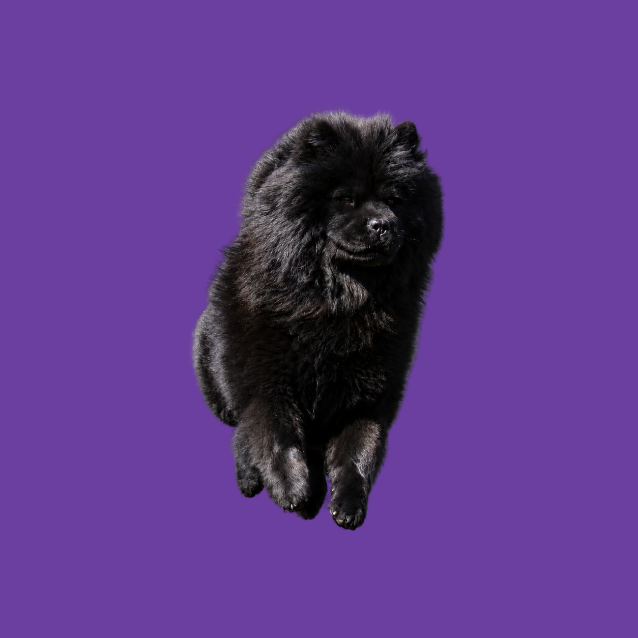 Zwarte Chow Chow springend in de lucht op paarse achtergrond