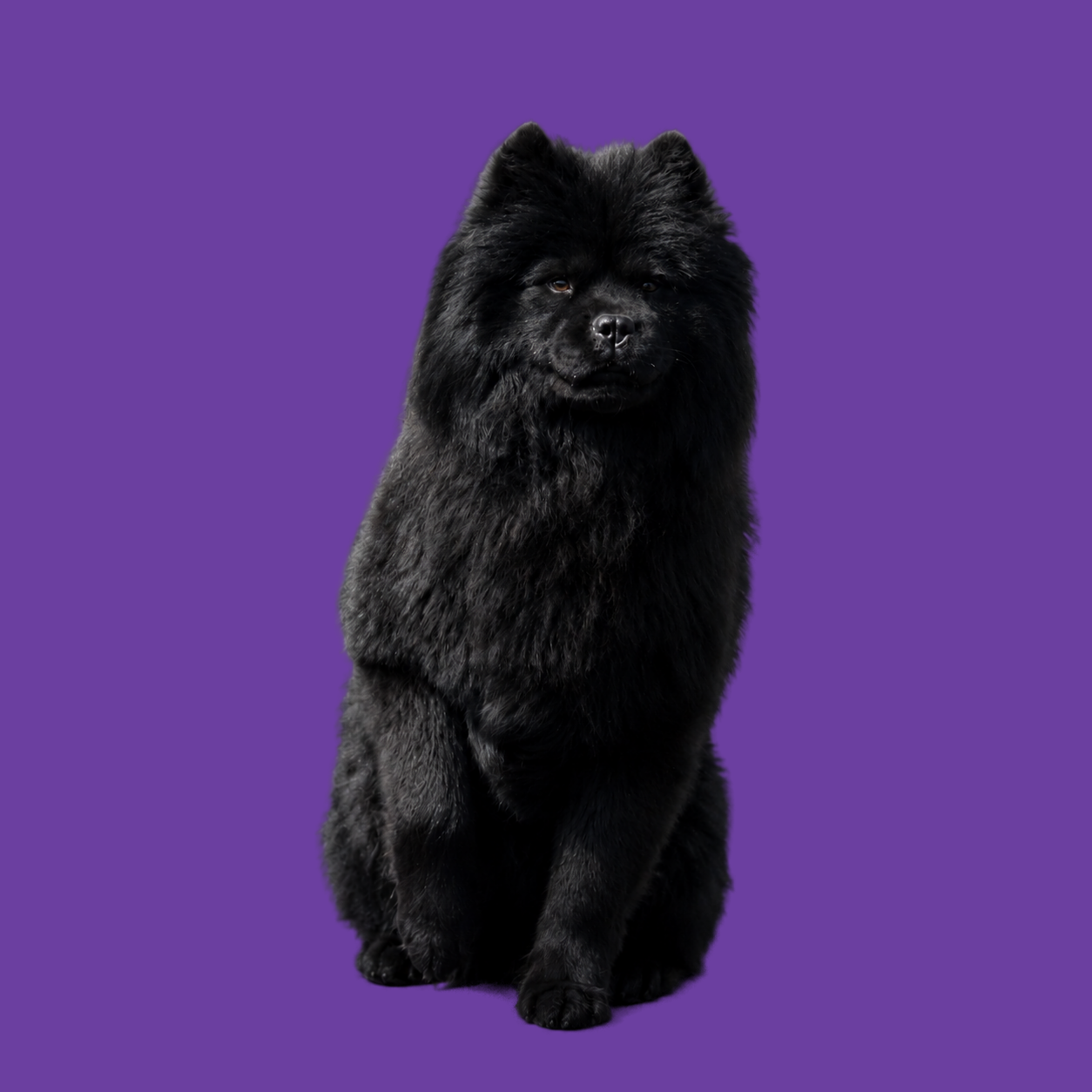 Zwarte Chow Chow zittend op paarse achtergrond